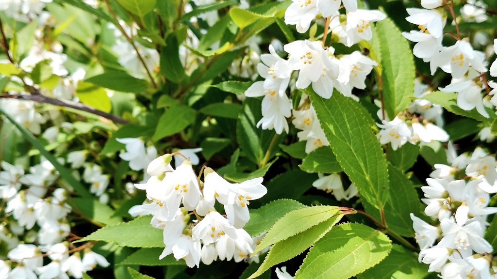 最近昼間の気温が高いので
この時間のひんやり空気が
気持ちよく感じる😊

舎人公園の帰り
気になってたお花を見に🚶
ボタンもうこんなに咲いてる😳
大好きなヒメウツギも🤍

おはようございます
よい一日になりますように🍀

#板橋の春  #板橋の花寺