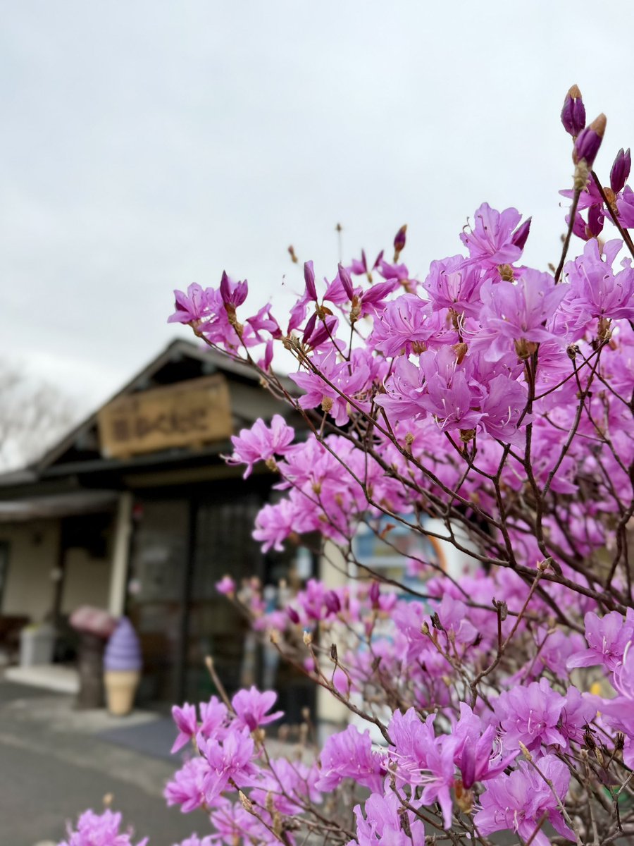 kakutani_imo's tweet photo. おはようございます(｡ρω-｡)
４/１５(水)１０℃☂️

今朝は小雨舞う朝霧高原

かくたに前のミツバツツジも満開です🌸

今日はパートさんの送別会のため
１４時までの営業とさせていただきます

本日もよろしくお願いします！
 #企業公式が毎朝地元の天気を言い合う https://t.co/HLmZQE0kd3