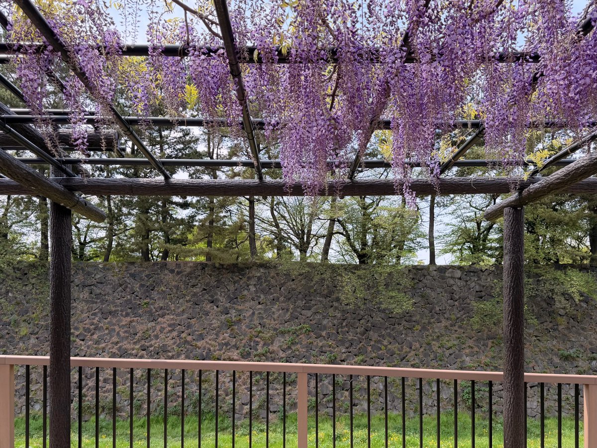 ebinojou's tweet photo. R8.4.14 名古屋城の東門から北側の堀の外際にかけて藤棚が設けられていますが、このところの陽気で花房がかなり解けています。 https://t.co/qcRW9QaQZO