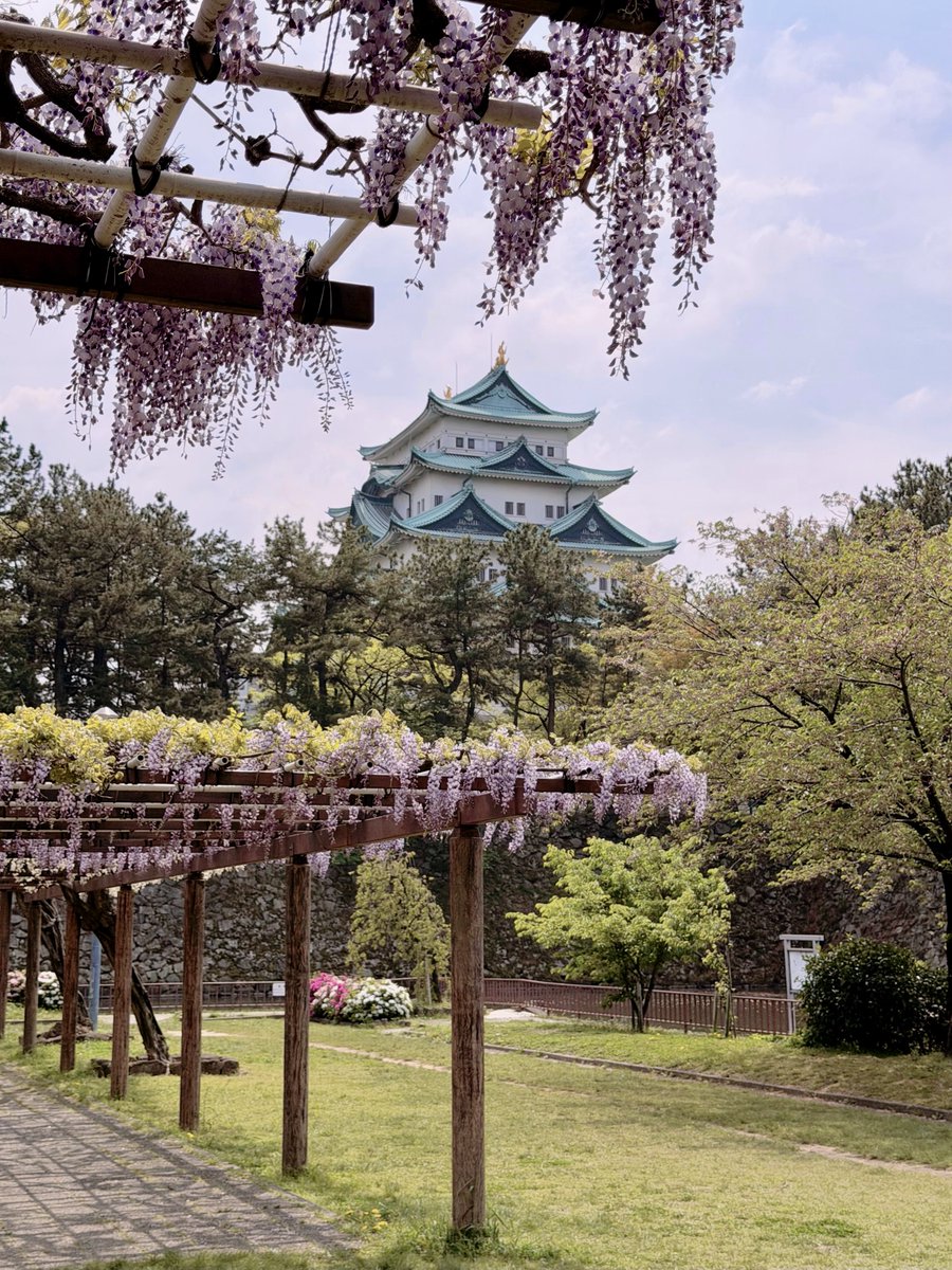 ebinojou's tweet photo. R8.4.14 名古屋城の東門から北側の堀の外際にかけて藤棚が設けられていますが、このところの陽気で花房がかなり解けています。 https://t.co/qcRW9QaQZO