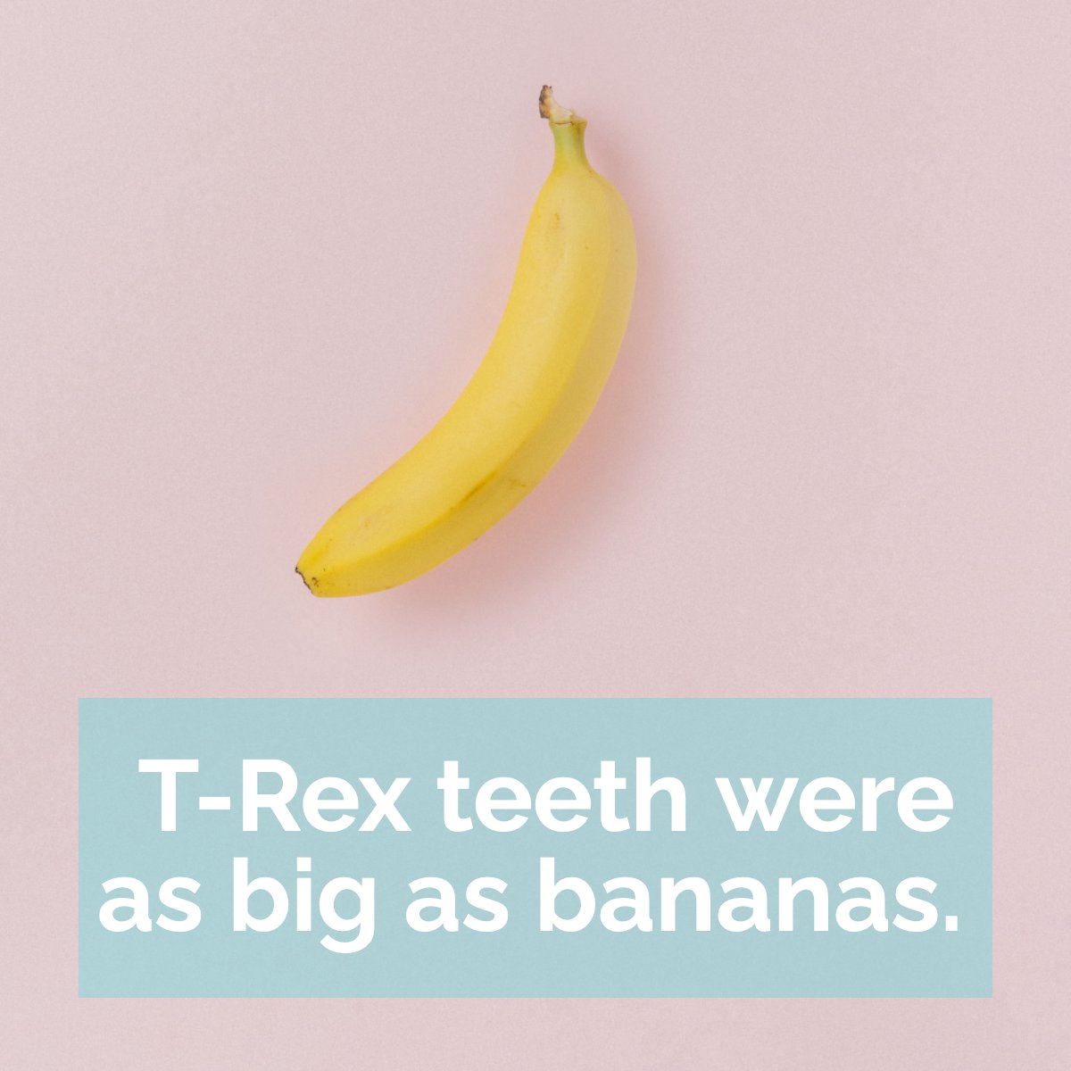 kieranmrobinson's tweet image. Did you know?

A T-Rex's teeth were as big as bananas! 🦷 Yikes, right?

What's your favorite dinosaur? 🦖 Tell us in the comments!

#banana #bananas #fruit #funfact #dinosaur #dinosaurs #trex #pastel