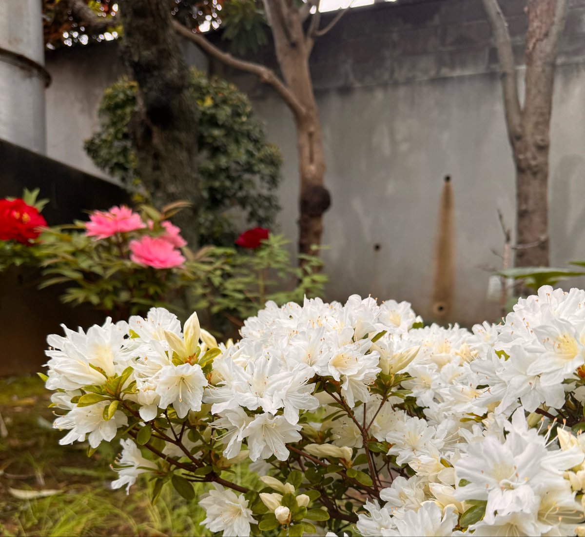 摩尼（マニ）　寺フェス有難うございました！ tweet media