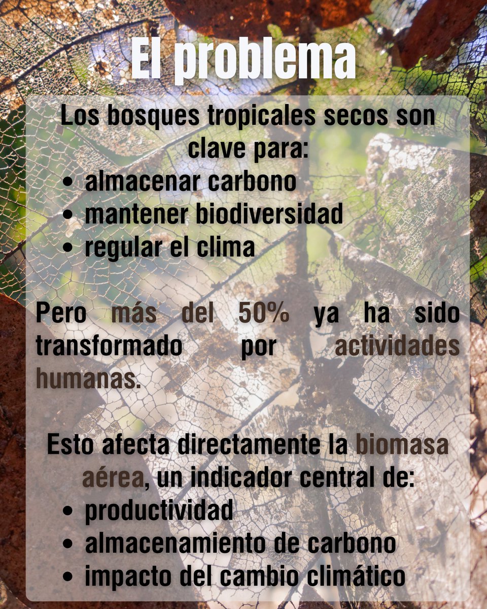 LNCBioCC's tweet photo. 🌳📡 Mapear biomasa en selvas secas es difícil… pero se puede mejorar

Un nuevo estudio combina GEDI + Sentinel-1/2 + Inventario Forestal para estimar biomasa en la Península de Yucatán con mayor precisión https://t.co/i6o81Wm8gJ
