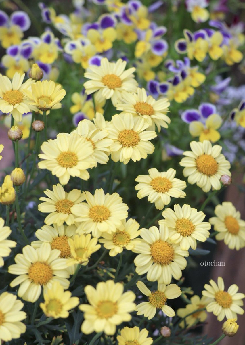 おはようございます☁️

小さなマーガレット
コンパクトイエロー花盛り🌼*･

今日は傘の出番になりそうです
良い一日をお過ごしください🍀*゜ 

 #TLを花でいっぱいにしよう