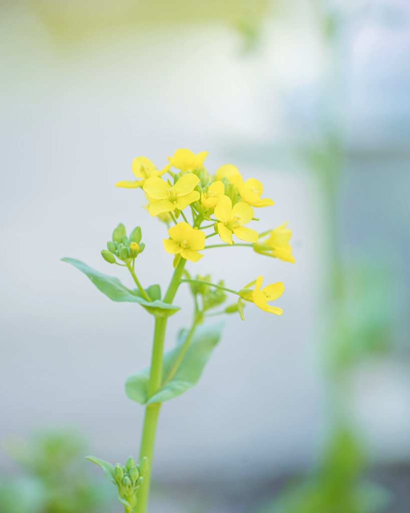 おはよ〜ございまぁす

庭に可憐な花が咲きまして……
さてさてこれはなんの花でしょうか。

食べるのが楽しみです。