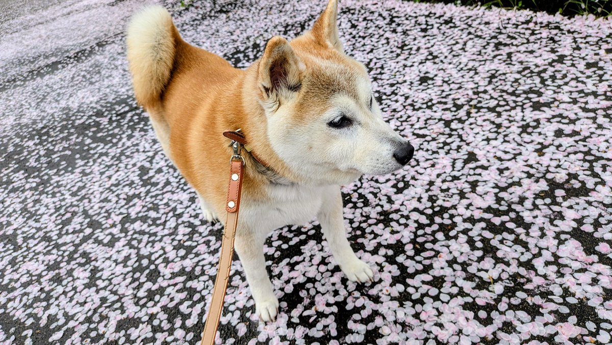 🐱㍿サンシン🐶【公式】 tweet media