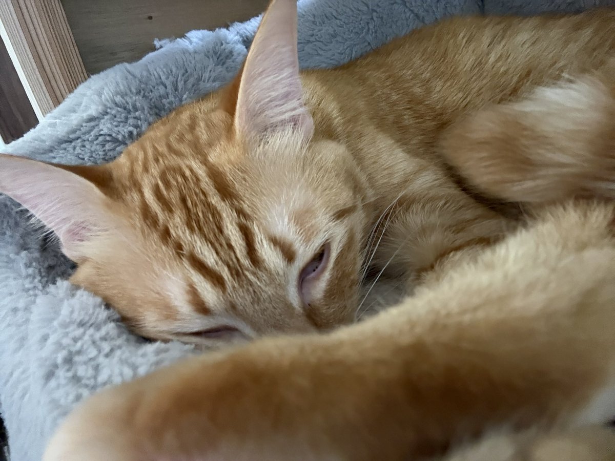 おはようございます

#猫
#保護猫
#猫好きさんとつながりたい
#猫のいるくらし
#cat
#茶トラ