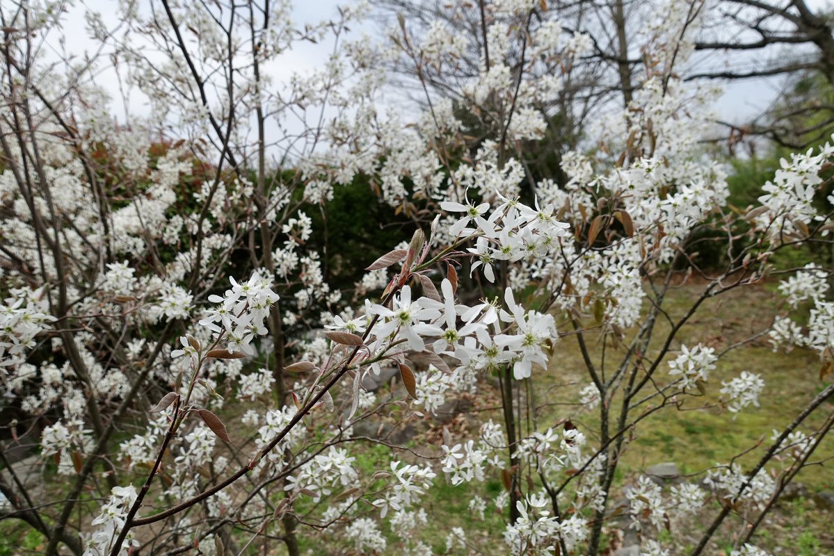 20260415の天気＠八ヶ岳：薄灰色の雲が空を覆っています。微かに雨が落ちてきます。北杜市三分一湧水付近の6:45現在の気温は12℃。庭のジューンベリーが満開になりました。今年もたくさんの実を付けてくれると嬉しいな。#天気 #八ヶ岳 #富士山 #南アルプス #奥秩父