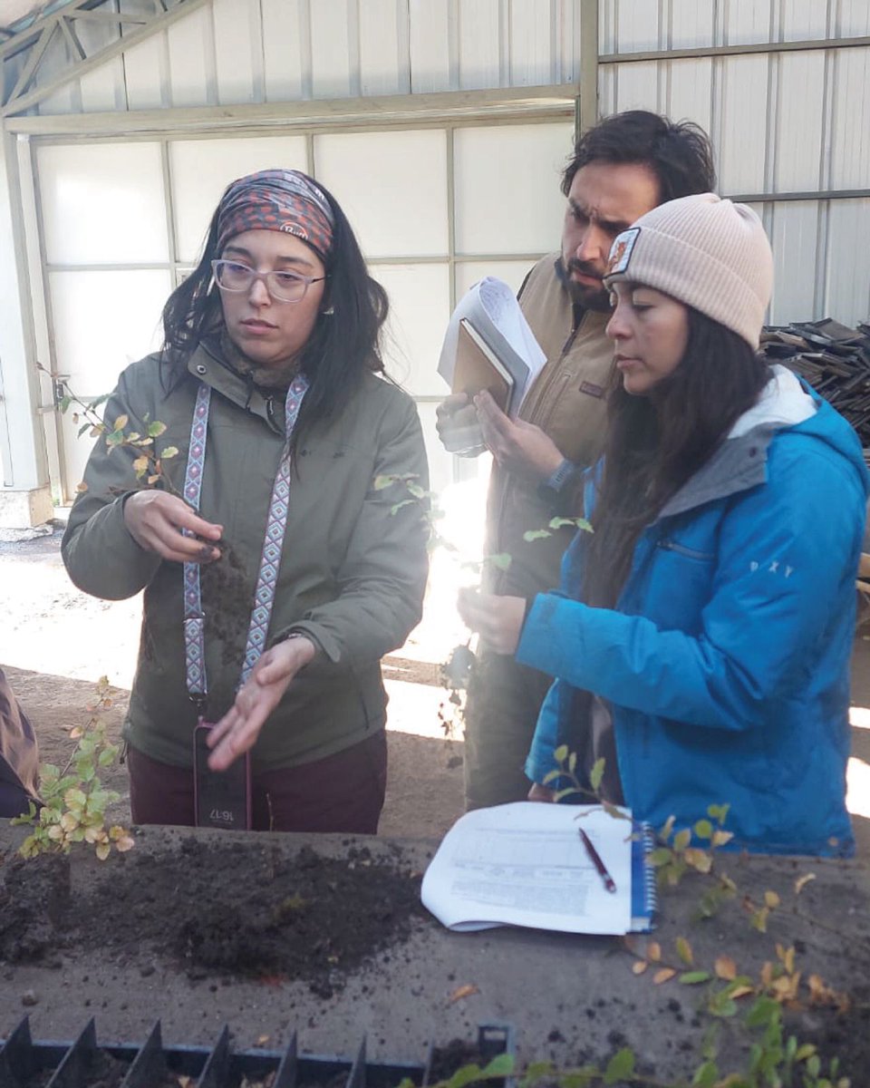 Instituto Forestal tweet media