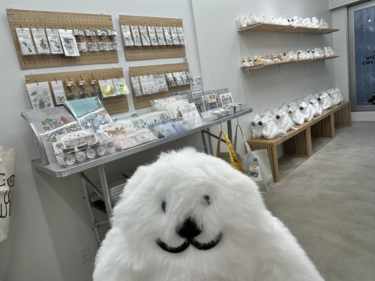 yachi 🦭 tweet media