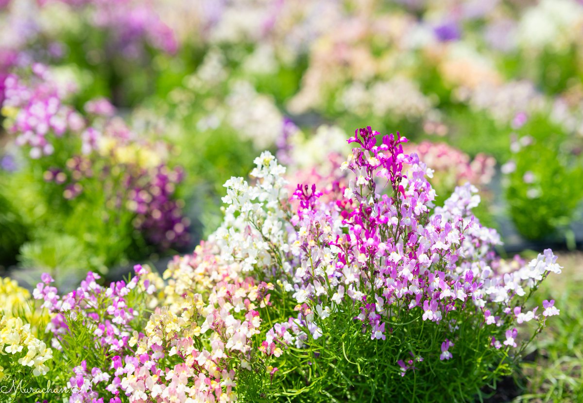 Murachan.M tweet media