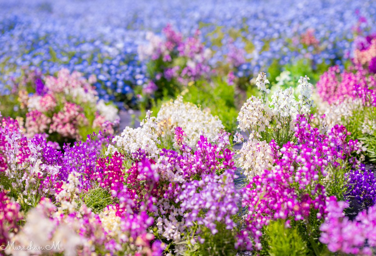 Murachan.M tweet media