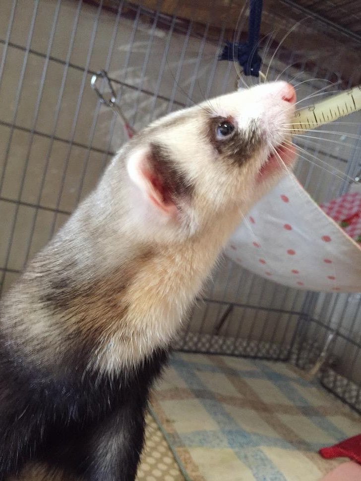 スミス☆Ferret artist🐾 tweet media