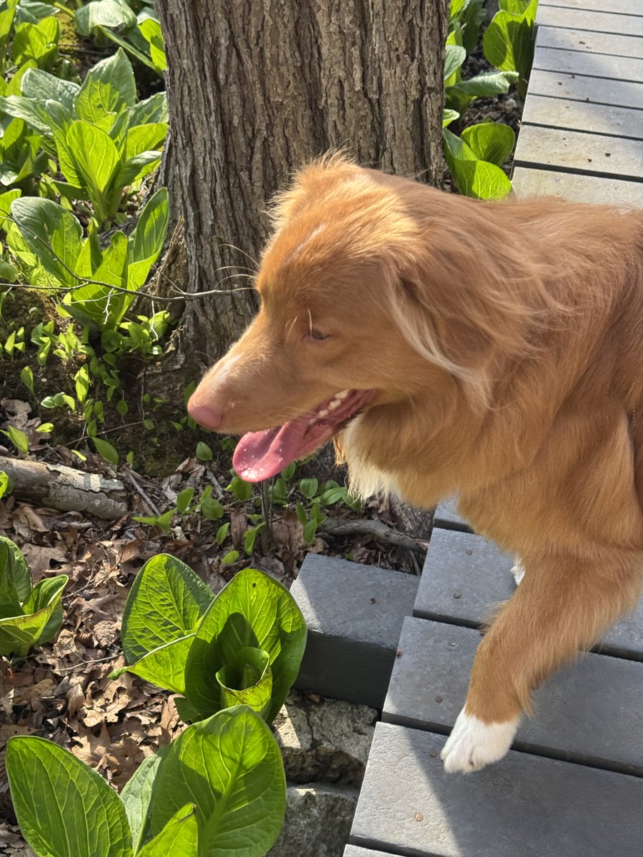 ShadowLakeDog's tweet image. Today’s #TongueOutTuesday brought to you by walkies in the woods…