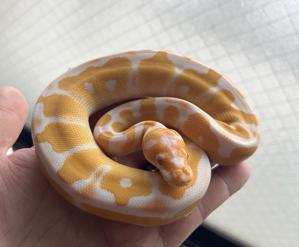 シシ•バナ tweet media