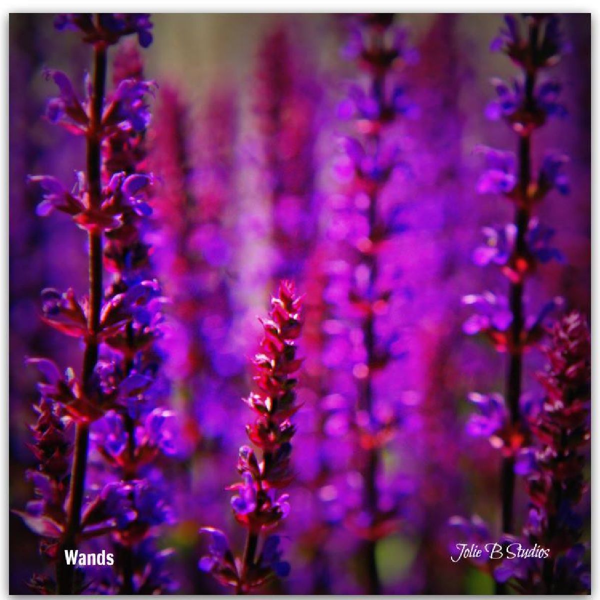 JolieBStudios's tweet image. Wands ~ Jolie Buchanan #garden #salvia #purple