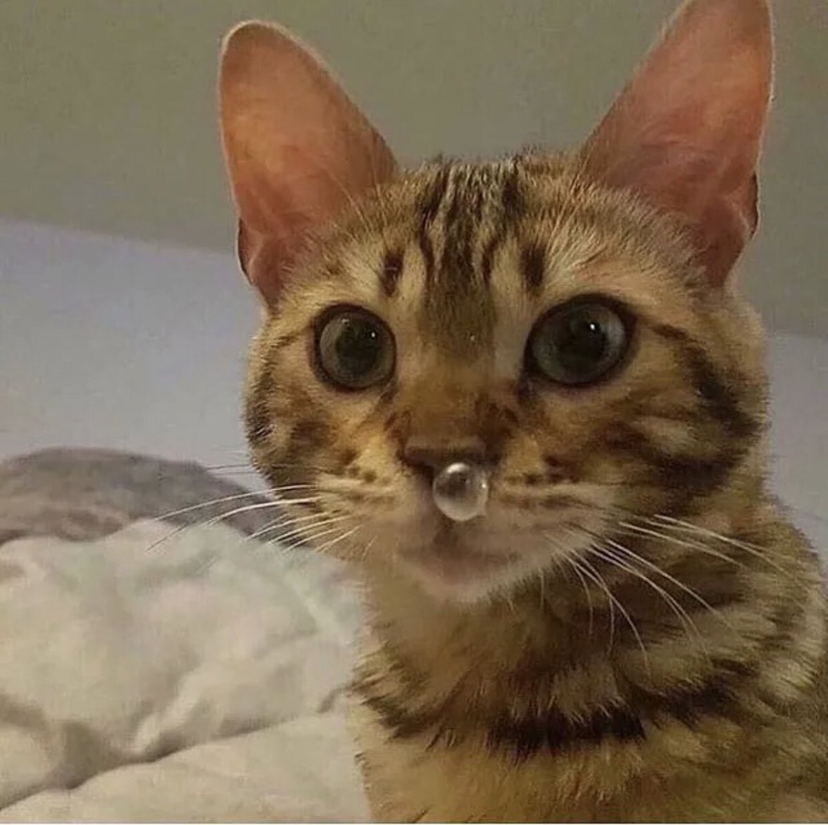 人乃路綾丸 tweet media