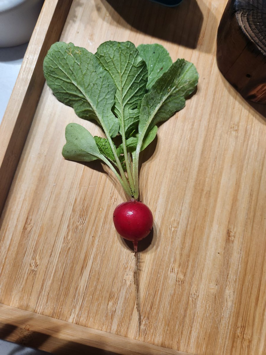 aoharu104's tweet photo. マイプチ畑で種から収穫できた初野菜ラディッシュです🤣
天然アートと採れたて新鮮野菜の味に感動しました。
新たな株増殖の実験と検証を始めましたw　自然との調和楽しい、オススメです https://t.co/RIzgYodt7v