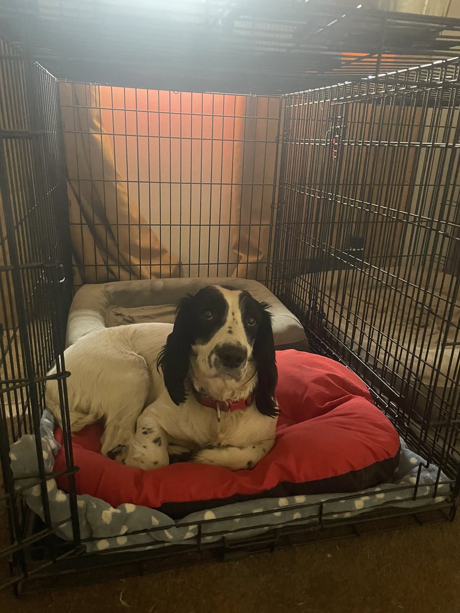 if Dan Carter was a very handsome spaniel tweet media