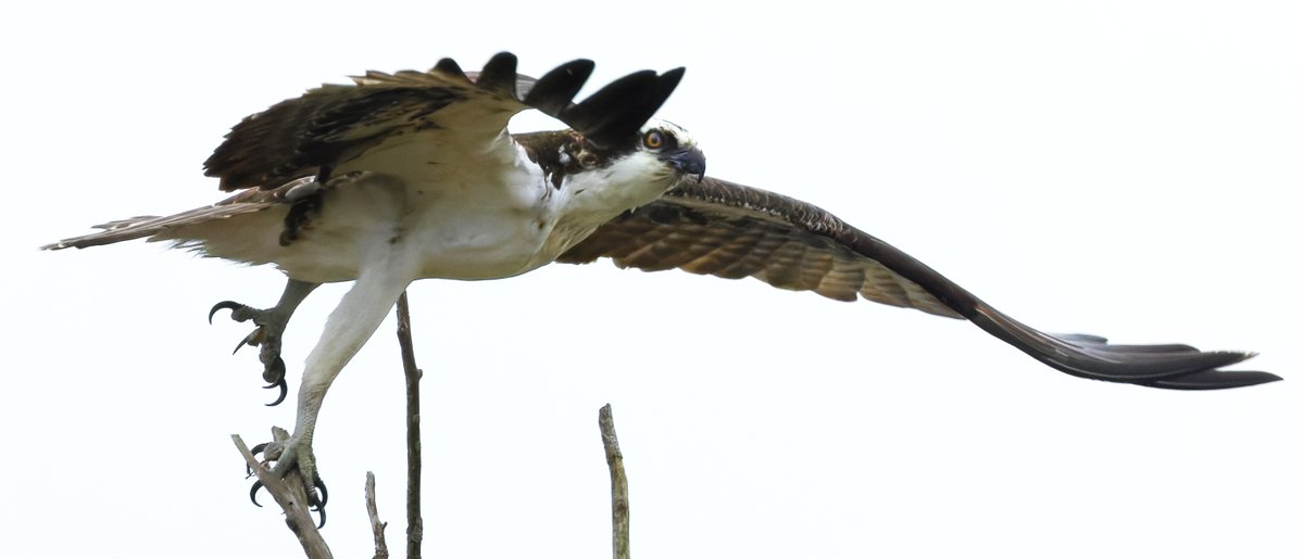 Canada Goose(🎀🩹|🍥🌊) tweet media