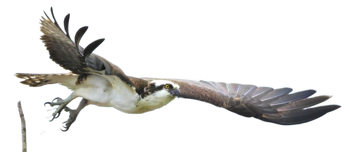 Canada Goose(🎀🩹|🍥🌊) tweet media