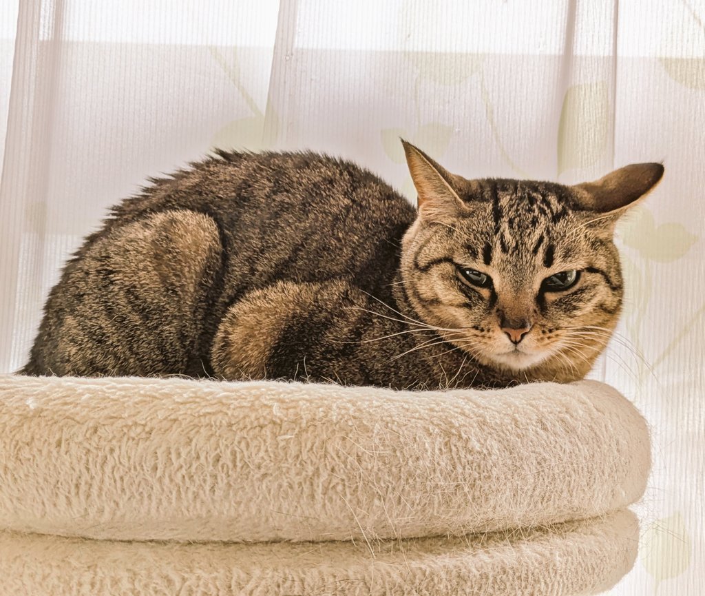 はぴらき🌟＆あい💖🐱😺 tweet media