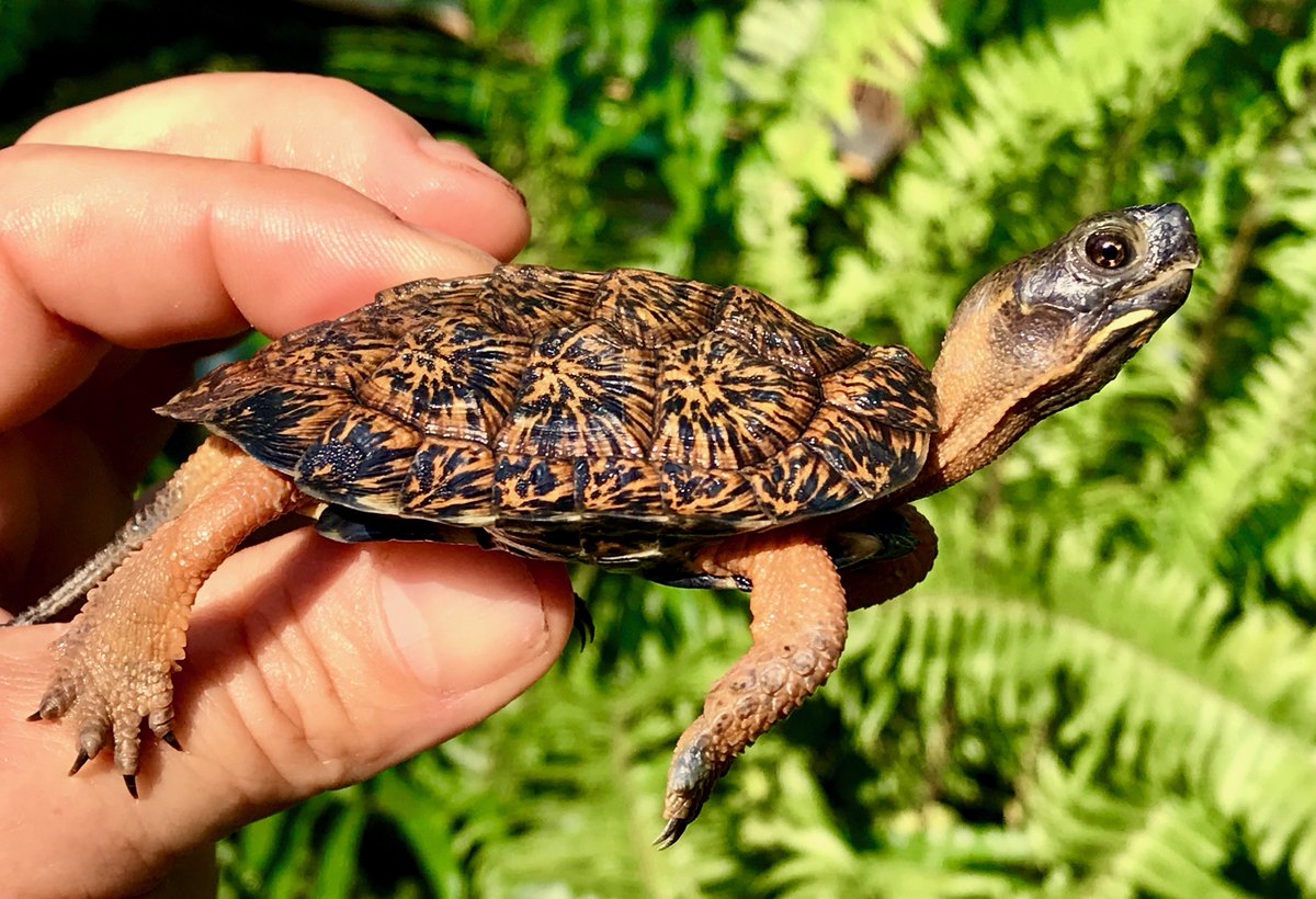 Get 25% Off Pink Bellies &amp; Black Spotted Turtles - mailchi.mp/theturtlesourc…