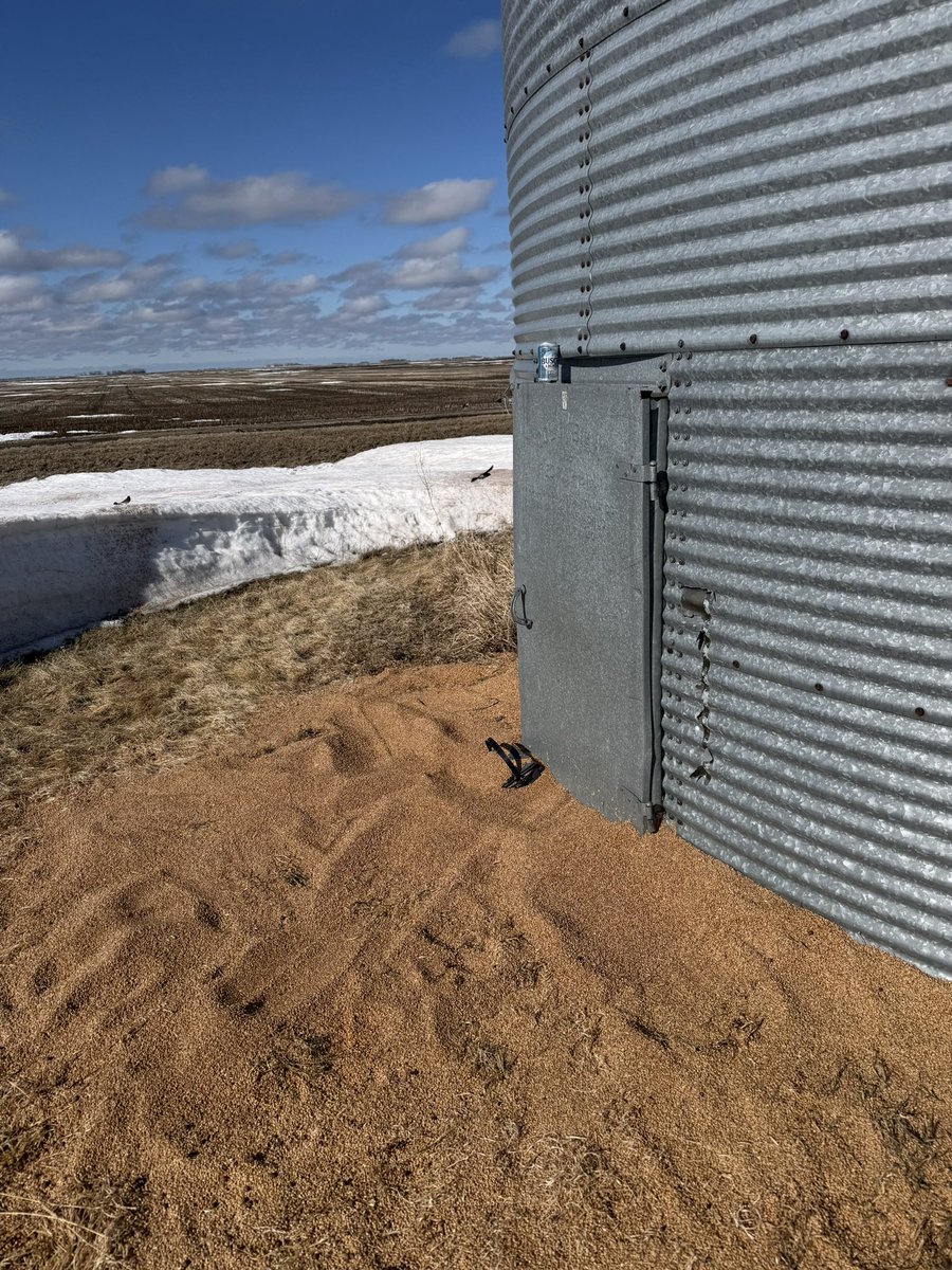 nfaleide's tweet image. Snow farming and Angry Birds so far for me. Might as well spread this crap grain on the snow and let nature do its course to help melt it. I’m not sure if the flocks of birds are my friend or foe yet...god help me!! #latespring #plant26