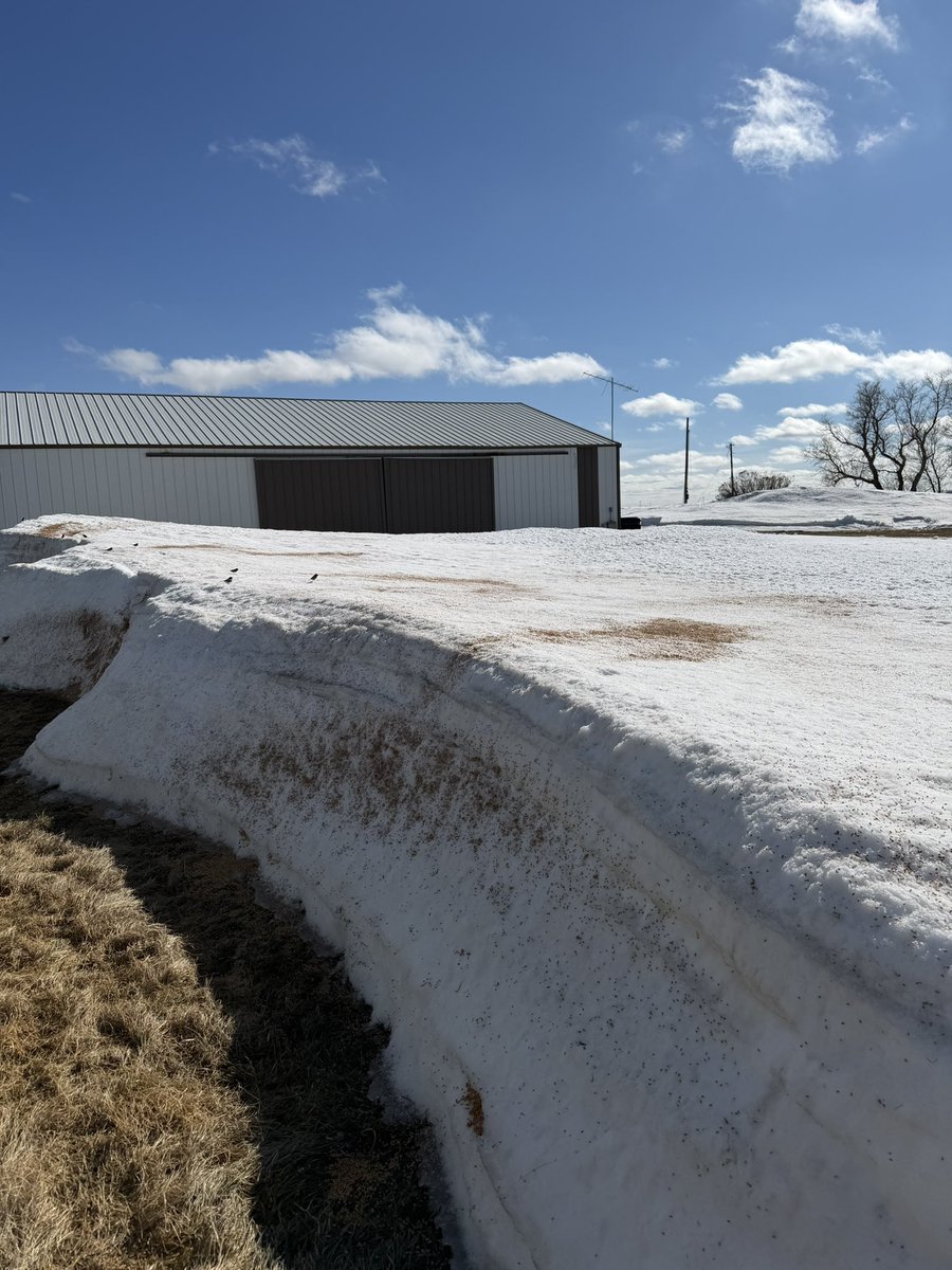 nfaleide's tweet image. Snow farming and Angry Birds so far for me. Might as well spread this crap grain on the snow and let nature do its course to help melt it. I’m not sure if the flocks of birds are my friend or foe yet...god help me!! #latespring #plant26