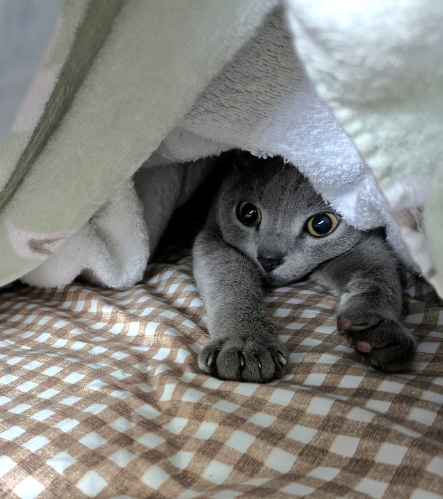 野良猫 呑兵衛 tweet media