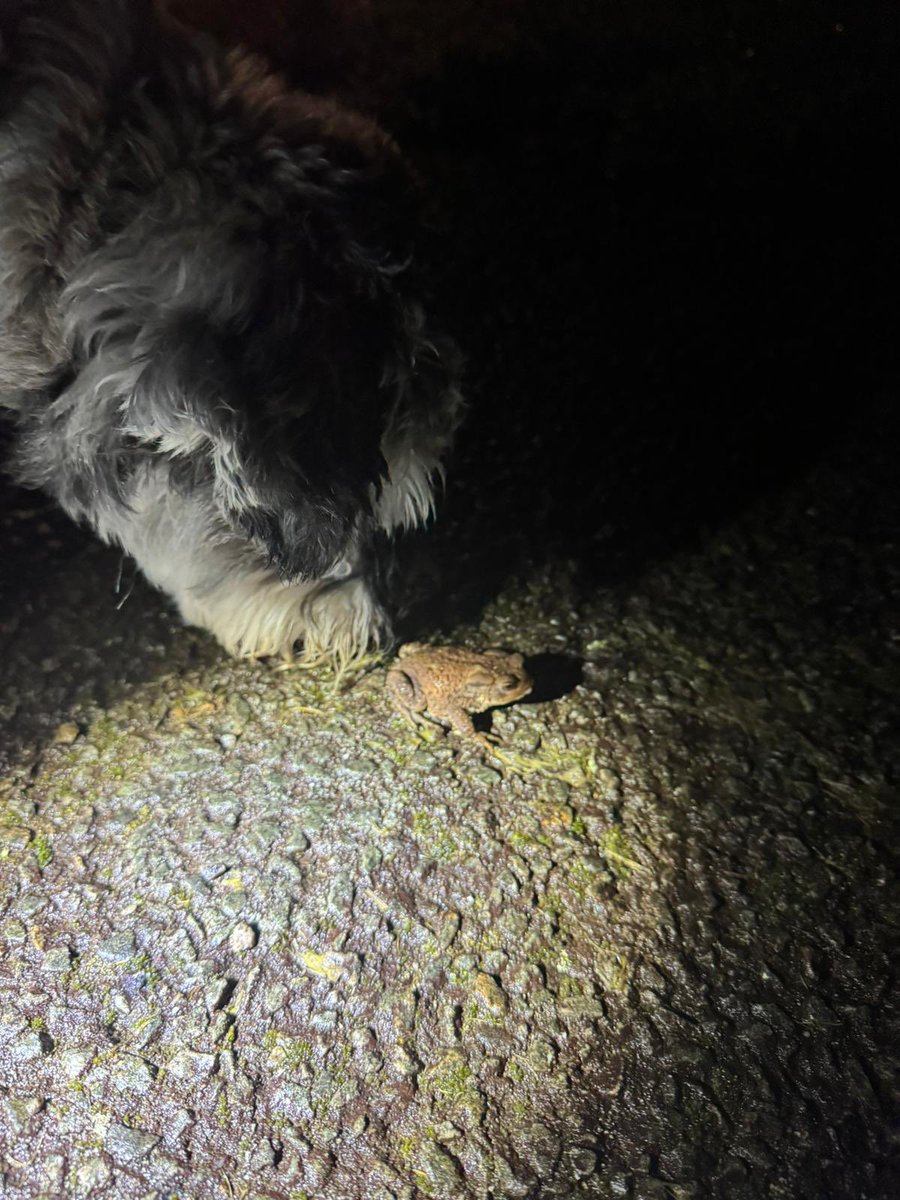 Ralph the Mini Schnauzer tweet media