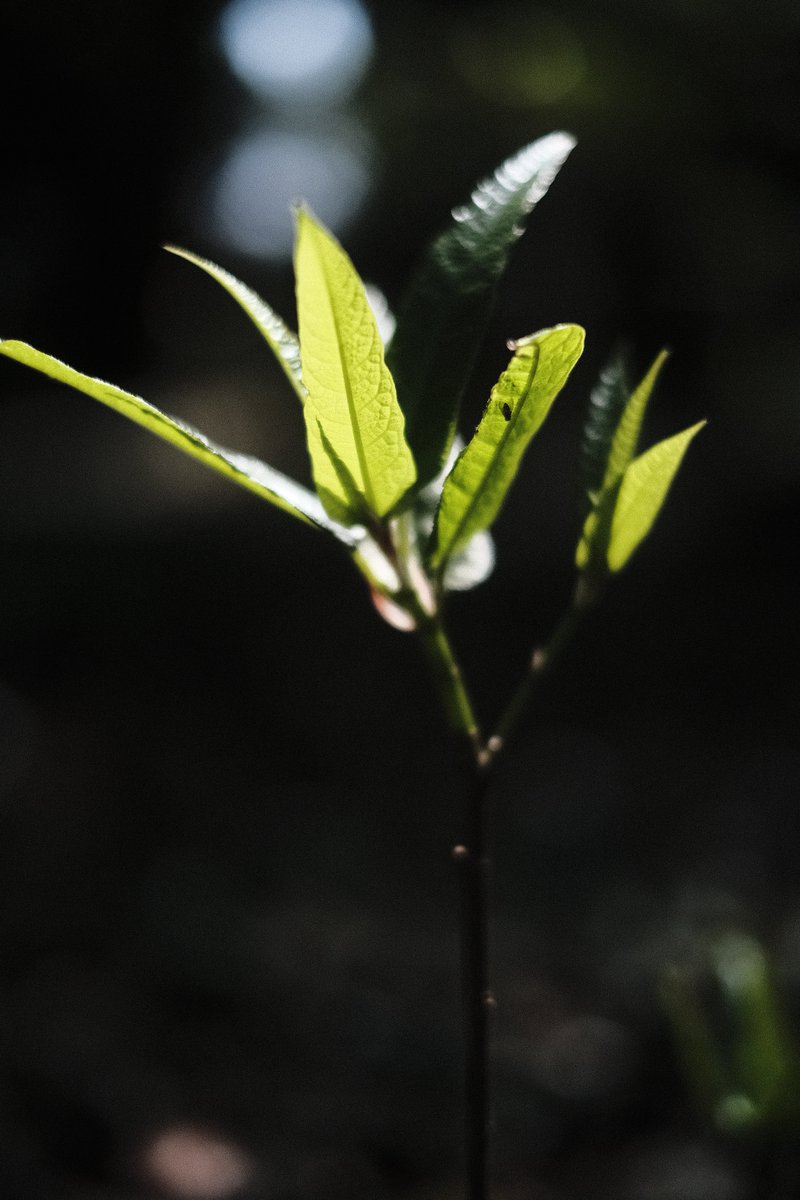 momochaaanmac's tweet image. 楽しきかな、
フィルムシミュレーション🌱
#葉  #Leaf #フィルムシミュレーション
#スナップ #snap
#X_Pro3 #FUJIFILM
#写真好きな人と繋がりたい