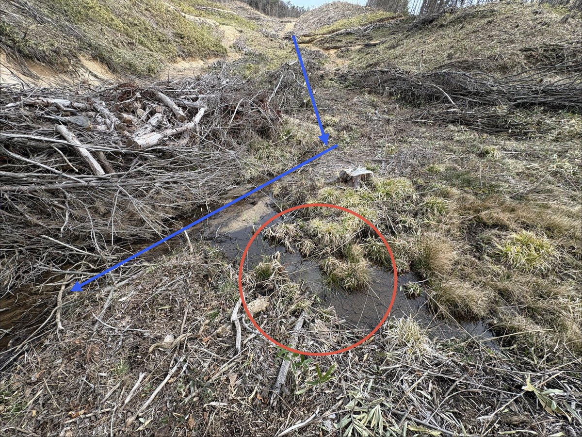makeaaaforest's tweet photo. 造林現場にある小さな湿地。種類は分からないが、カエルの卵嚢と思われる。山から流れ出ている沢水を利用して、流れのない場所を選んで産卵している模様。自然界の生き物は利用出来そうな場所で生命を育んでいると思うと、かなり感慨深い。赤い丸で囲った場所が卵嚢の位置で、青い矢印が沢水の流れ。 https://t.co/SUynP5fEtF