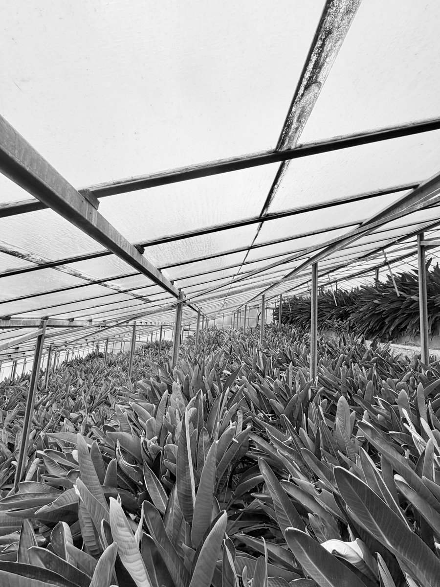 Alonein43672278's tweet image. #photography #blackandwhite #greenhouse #plants