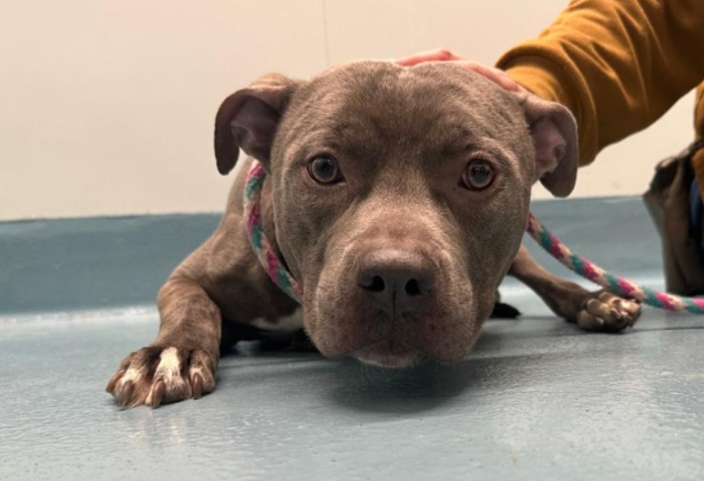 NMBewitched's tweet image. Bitch Pls 

Sugar Peas🚑💔
New Dog on the Block 
nycacc.app/#/browse/251576 
Rescue Only 
#Pledge4Rescue  

Most important: this 5yr old boy is SWEET
Loves belly rubs, pets &amp;amp; treats 
Prefers women
He is scared because he does not feel good
Constant medical test, exams are not