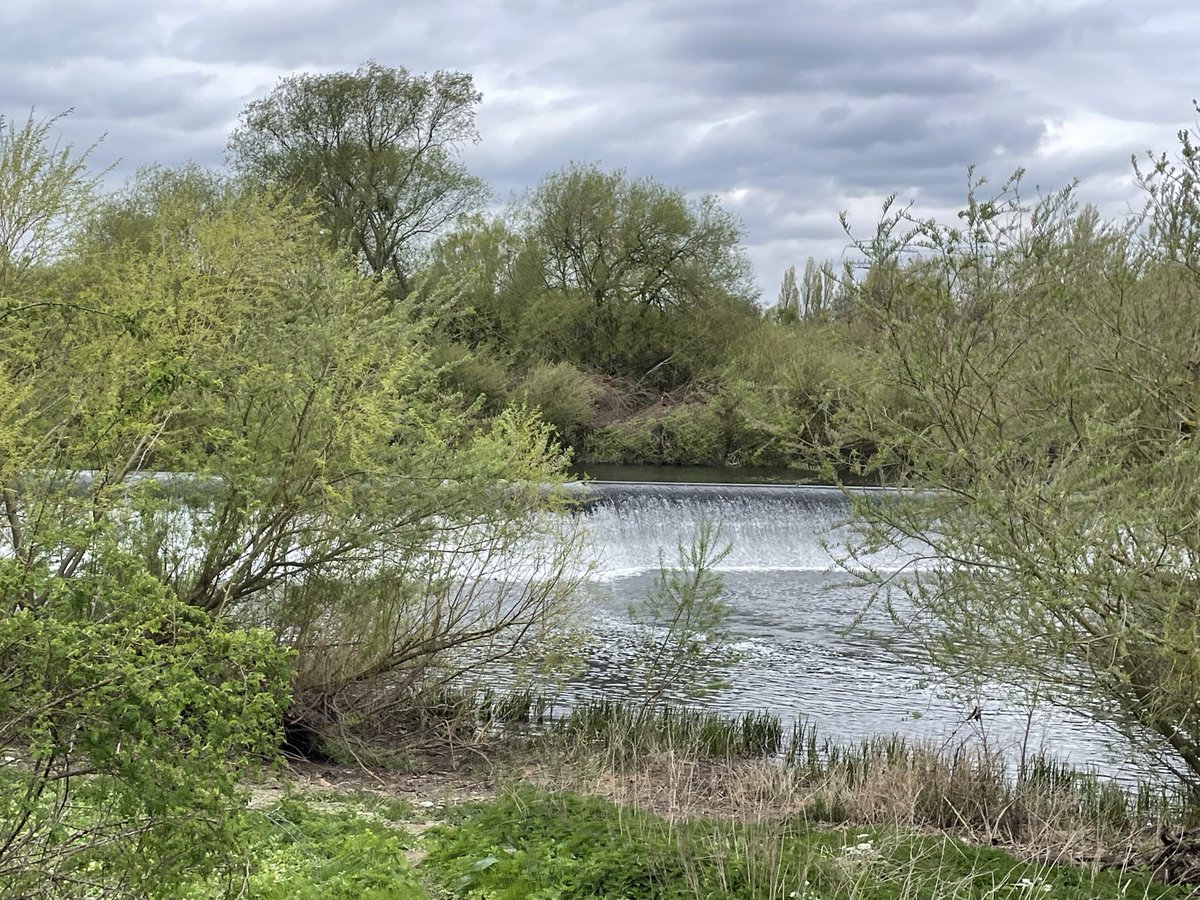 poppyashtree's tweet image. #Tuesday’s Walk … spotted a Red Kite  … 👀 lots of Blue Tits, pigeons, some blackbirds 🤗 robins and ducks … beautiful walk today.,