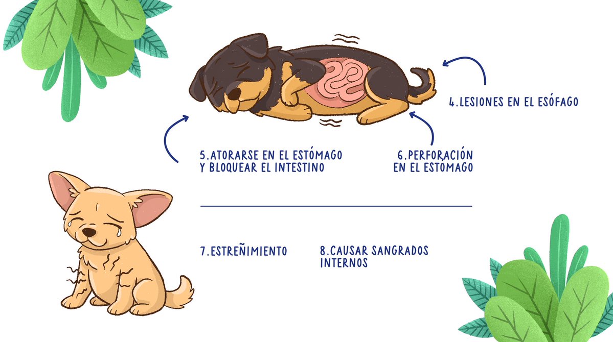 Chivo Pets tweet media