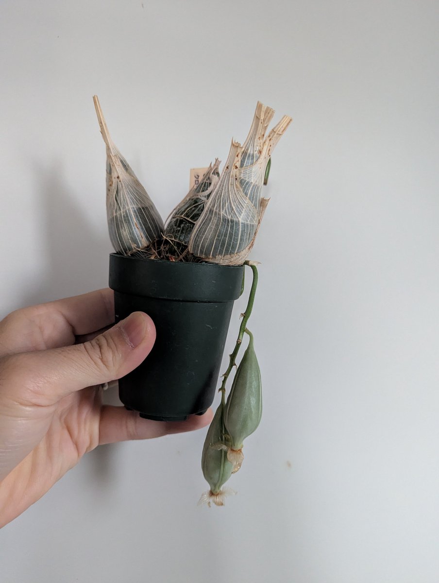 がねこる tweet media