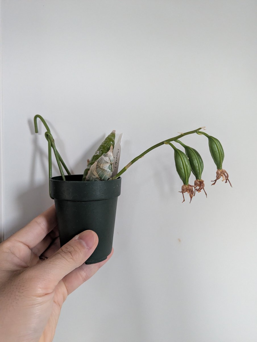 がねこる tweet media