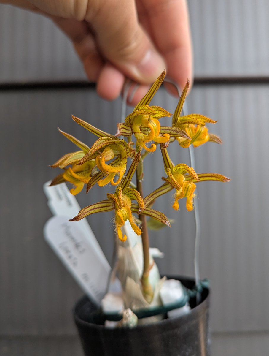 がねこる tweet media