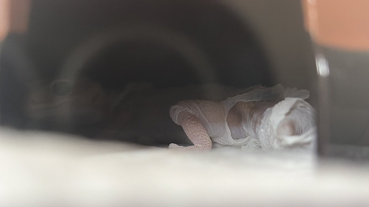 えな🦎 tweet media