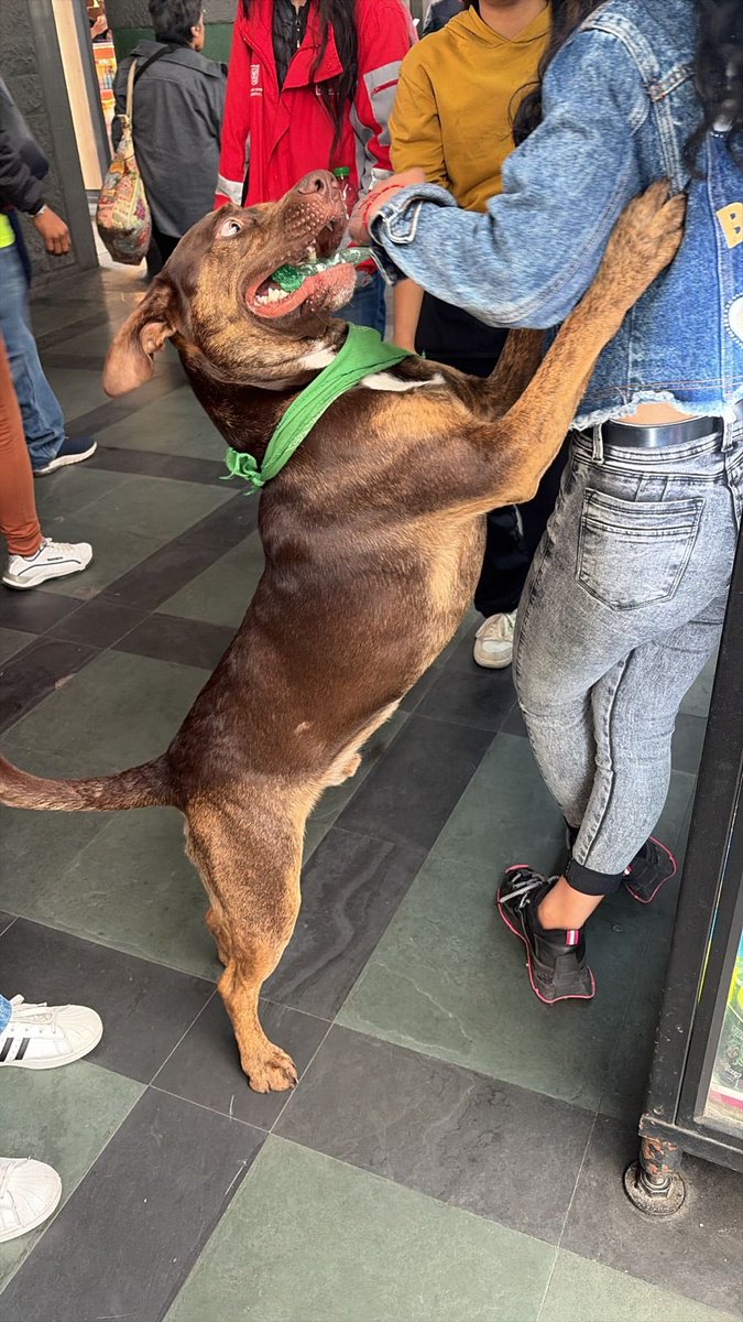 TransMilenio's tweet photo. A la estación Banderas llegó este perrito con pañoleta verde y ya está resguardado por nuestro personal de vigilancia 🐕🦴

Si lo reconoces, ayúdanos a difundir el caso para ubicar a su familia y envíanos un mensaje directo con más información 💌🙏

#SuHogarEresTúNuncaLosAbandones