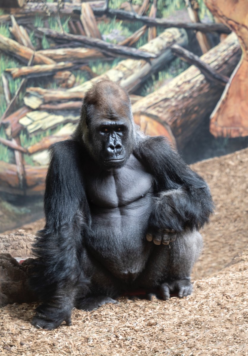 Brian Rome tweet media