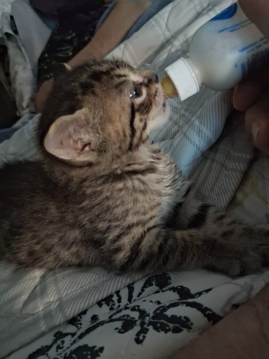 Jorge Arenas 🦦📕✝️🇵🇷🇺🇲 tweet media