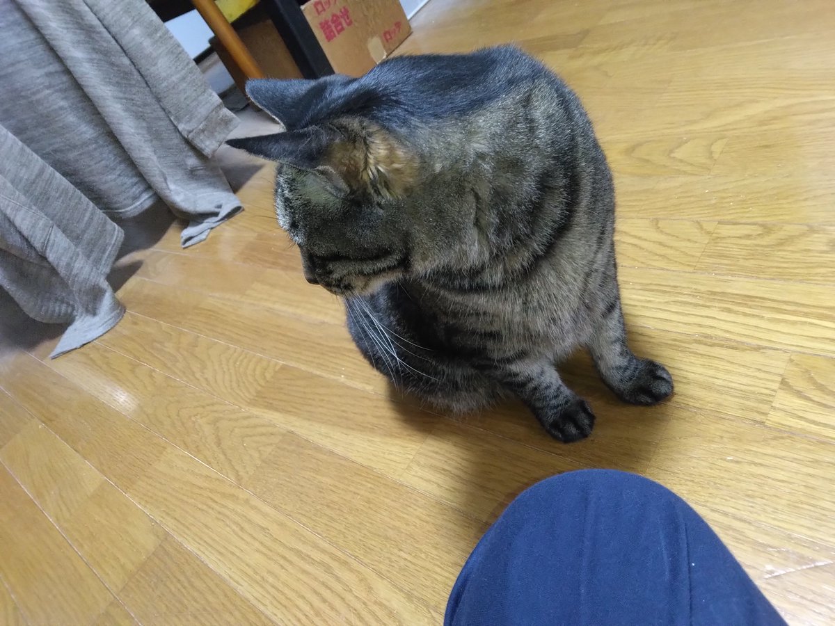 Mihitade Iko tweet media