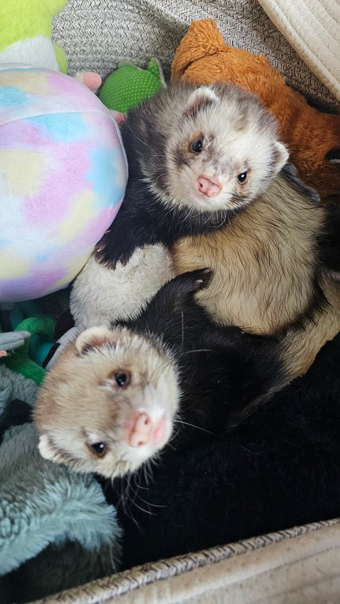 Pirate Software tweet media