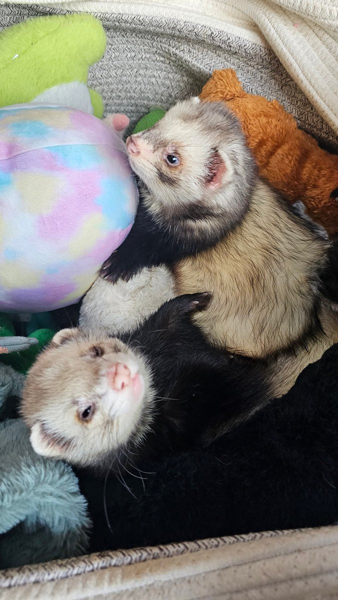 Pirate Software tweet media