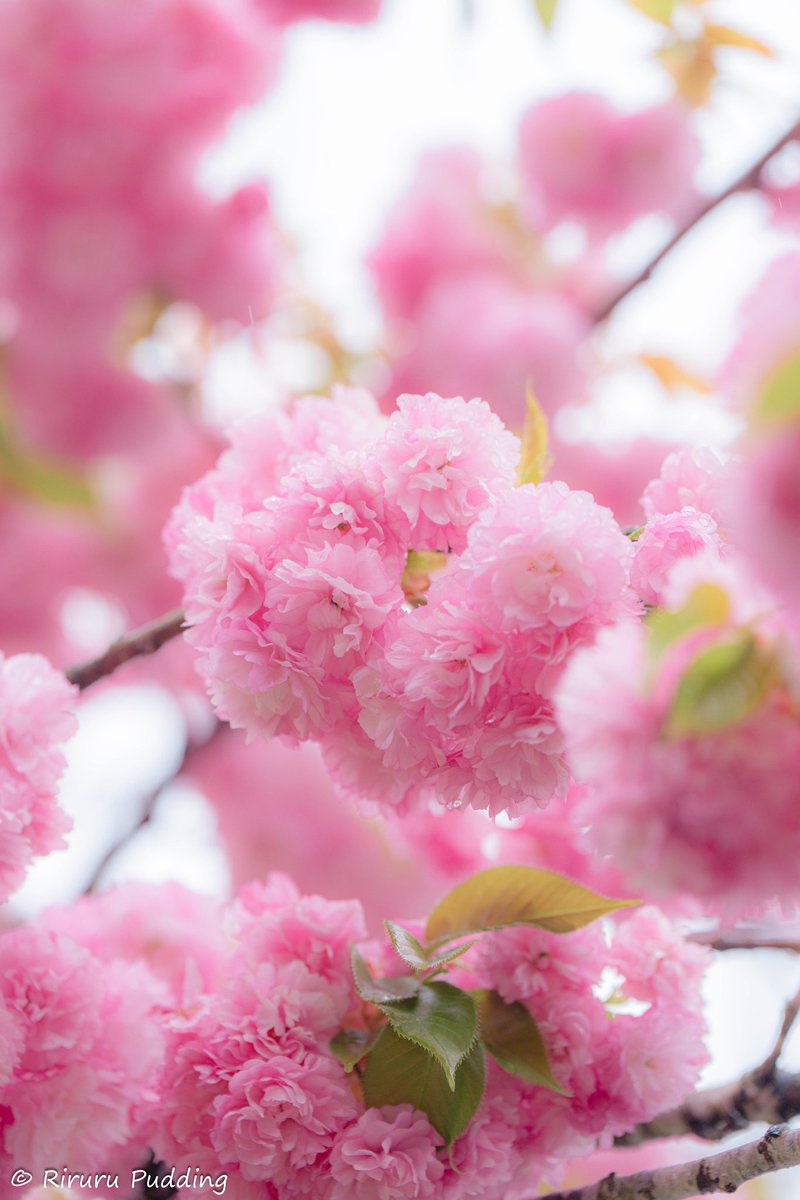 RiruruPudding's tweet image. 八重桜❀.*ﾟ
おはゆ〜ございますꕤ𓈒𓂂◌
今日も穏やかな良い一日をお過ごしやす〜☺︎♡*°
#おはようございます #八重桜