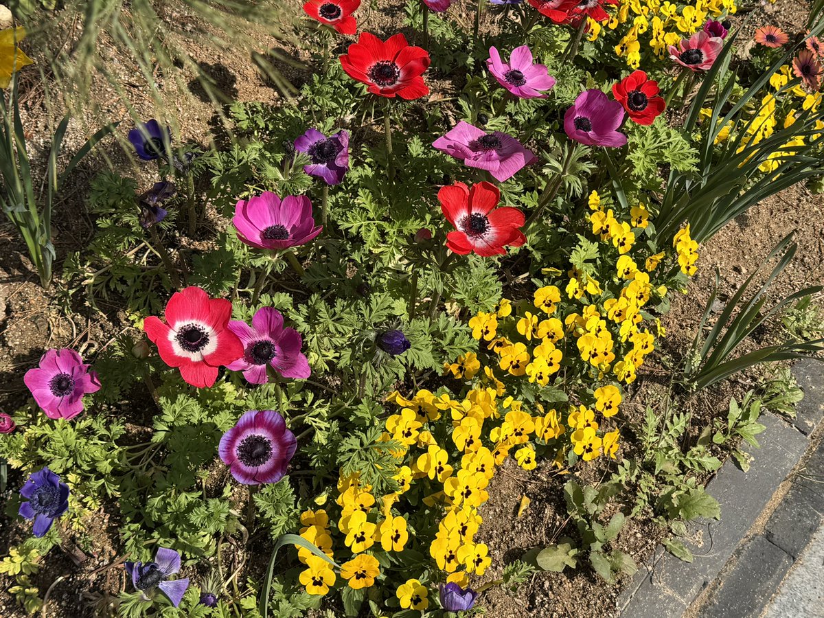 dailyhamtoast's tweet image. 