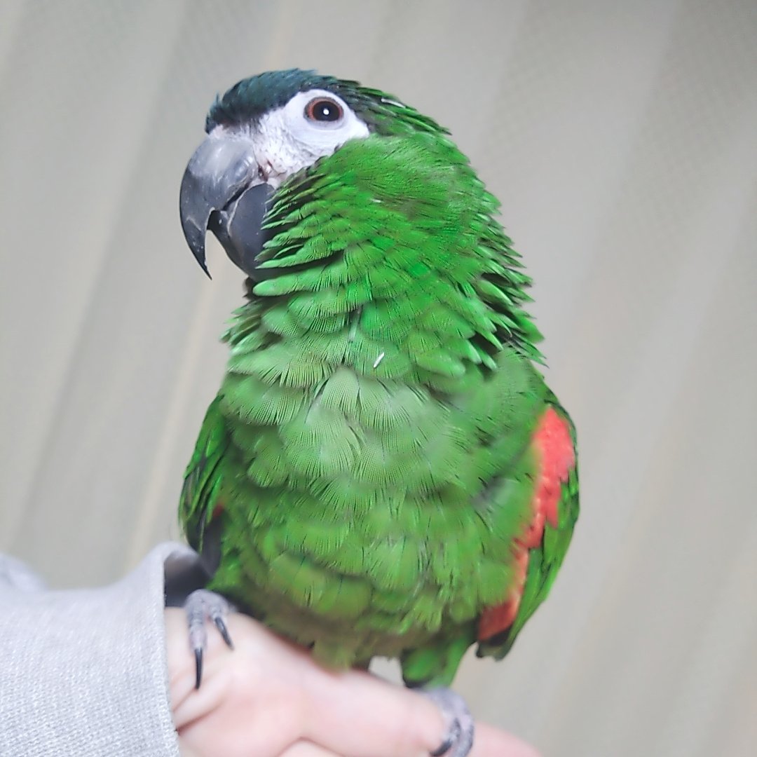 Mone0222's tweet photo. @mksousaku コミドリコンゴウインコのルナミスです♡ https://t.co/BPoT1CtgAa